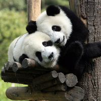 Pandas