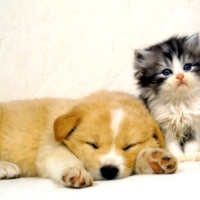Cat and Dog