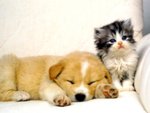 Cat and Dog