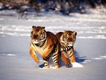 tigers