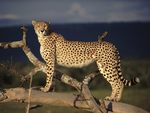 Cheetah