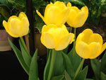 yellow tulips