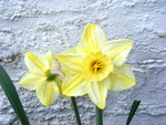 white and yellow striped daffodill.
