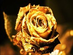 GOLDEN ROSE