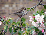 sparrow on cherry blossom branch