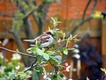 male sparrow on branch