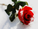 frozen rose