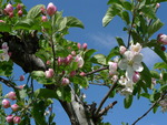 Apple blossom time