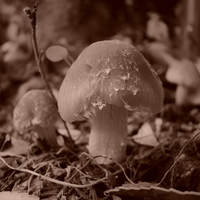 Mushroom (Sepia)