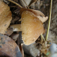 Mushrooms (Vertical)