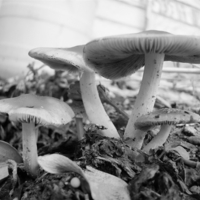 Mushrooms (Black and White)