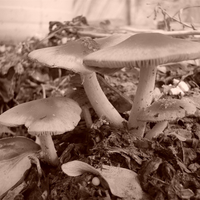 Mushrooms (Sepia)