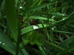 raindrop in the grass