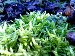 ultra green moss