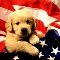 The American Puppy