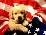 The American Puppy