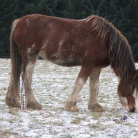 snowy clydesdale