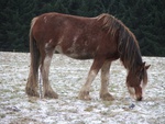 snowy clydesdale