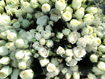 lots of white roses
