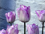 purple and white tulips.