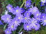 blue windflowers