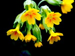 cowslips in the garden.
