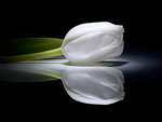 white tulip