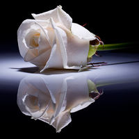 white single rose