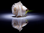 white single rose