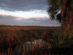 the everglades of florida