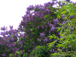 Lilacs in may.