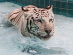 Tiger Swimming