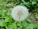 Dandelion