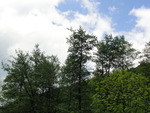 Sky and Forest