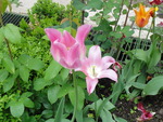 Pink Tulip