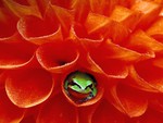 Little Frog in Flower