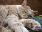Kitty's sleeping deeply