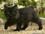 Black Kitty