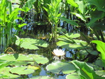 Flower in Middle of Lily Pads