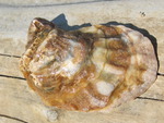 Mollusk Shell