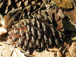 Pine cone