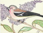  Chaffinch in the buddiela bush.