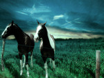 horses on the prairie