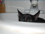 Kitty in Bathroom Sink