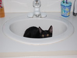 A Bit of Fur in the Sink