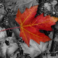 Black & White with Red Leave