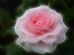 Beautiful Rose