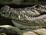 alligator