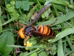 asian giant hornet