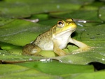 bullfrog